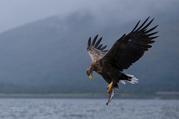 White-tailed Eagle
