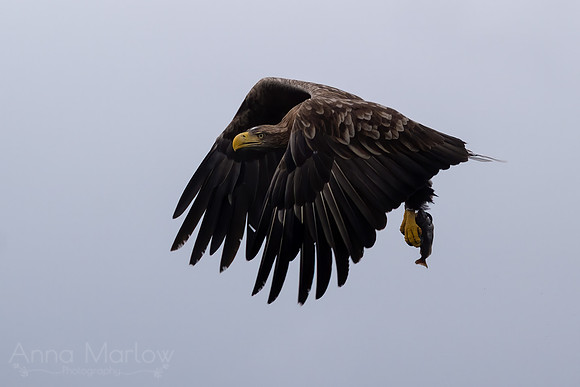 White-tailed Eagle