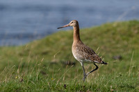 Black-tailed Godwit