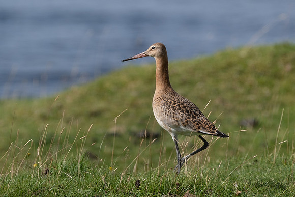 Black-tailed Godwit