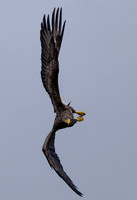 White-tailed Eagle