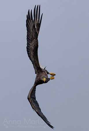 White-tailed Eagle