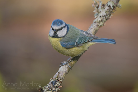 Blue Tit