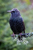 Starling