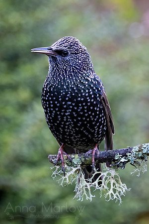 Starling