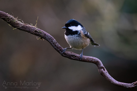 Coal Tit