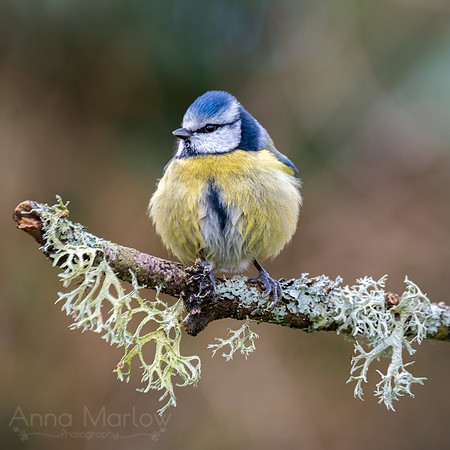 Blue Tit