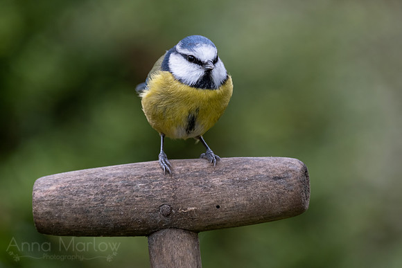 Blue Tit