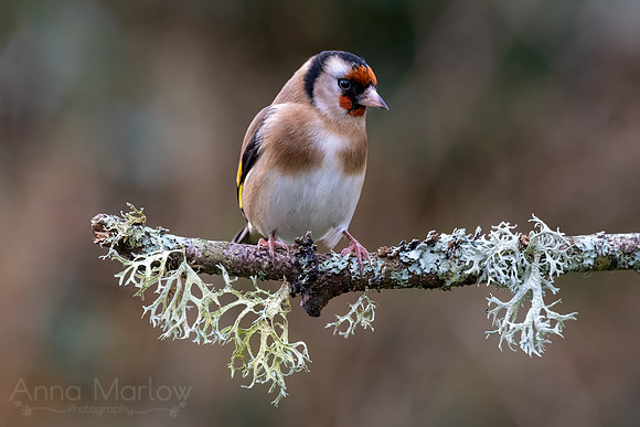 Goldfinch