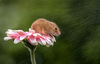 Harvest Mouse