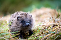 Hedgehog