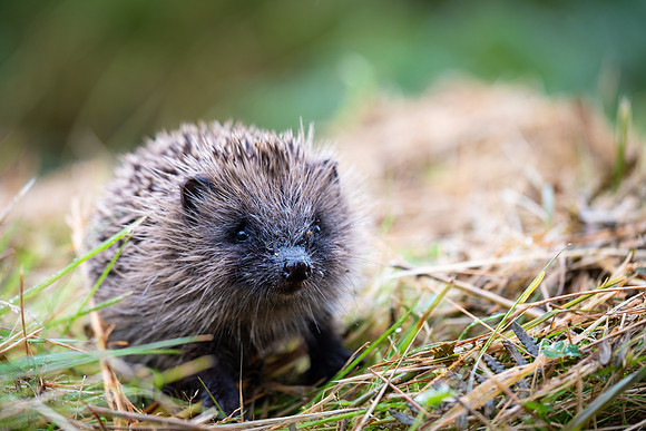 Hedgehog