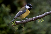 Great Tit