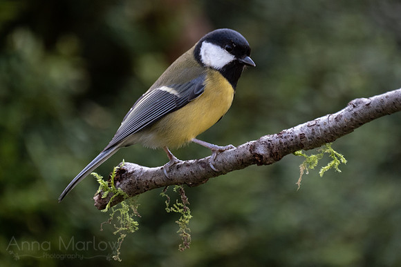 Great Tit