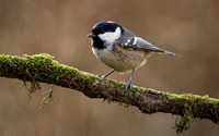 Coal Tit
