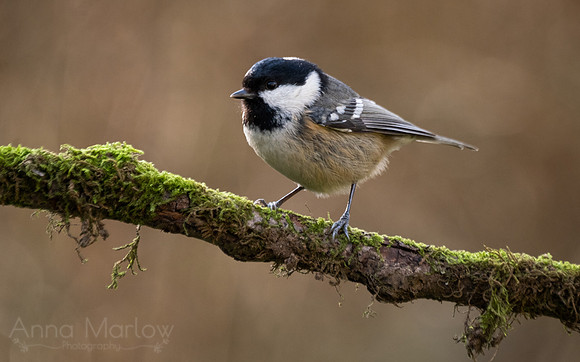 Coal Tit