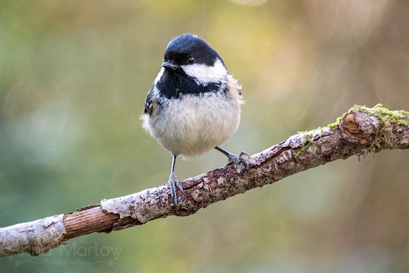 Coal Tit