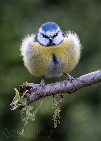 Blue Tit