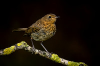 Juvenile Robin