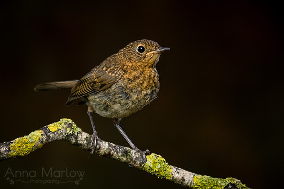 Juvenile Robin