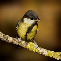 Juvenile Great Tit