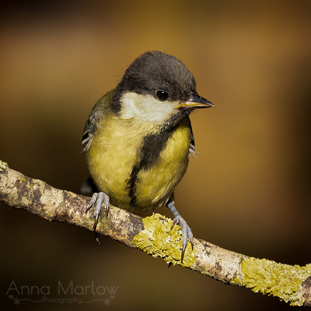 Juvenile Great Tit