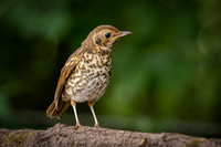 Juvenile Song Thrush