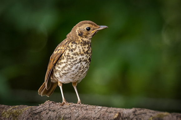 Juvenile Song Thrush