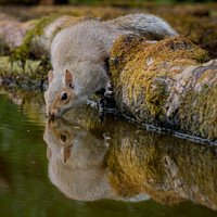 Grey Squirrel
