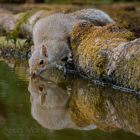 Grey Squirrel