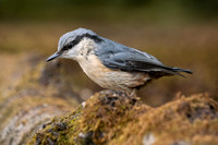 Nuthatch