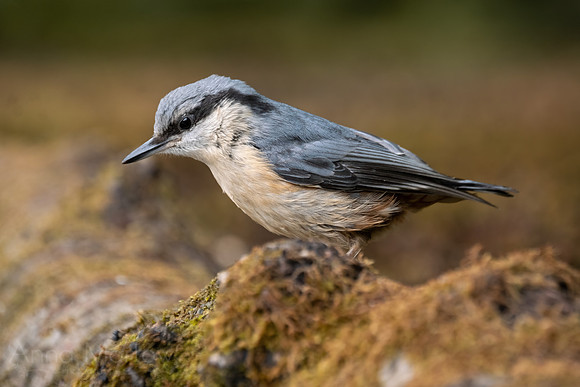 Nuthatch