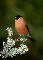 Bullfinch