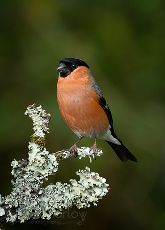 Bullfinch