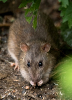 Rat