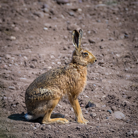 Hare
