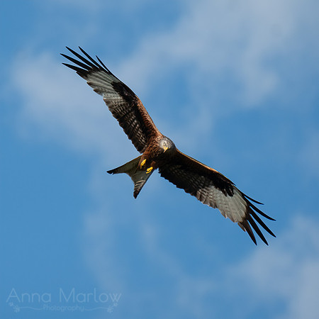 Red Kite