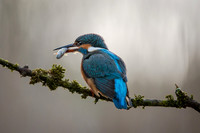 Kingfisher
