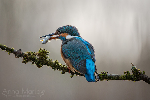 Kingfisher