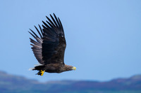 White Tailed Eagle