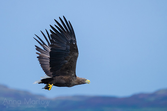 White Tailed Eagle