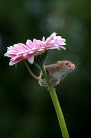 DSCF0520