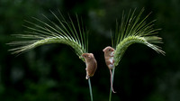 DSCF0995