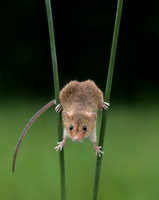 Harvest Mice