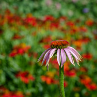 _DSC3536