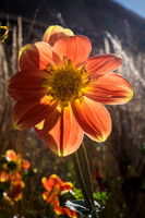 DSCF9334