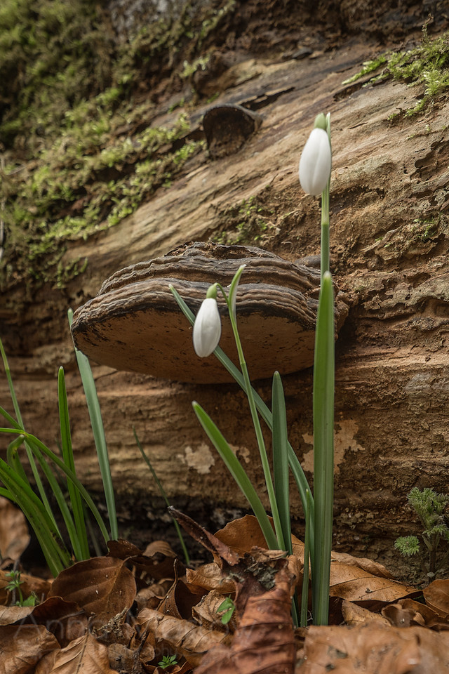20150212-DSCF6003