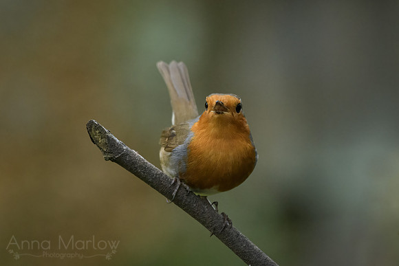 _DSC0096-Edit