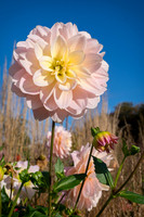 DSCF9323