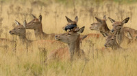 _DSC1830